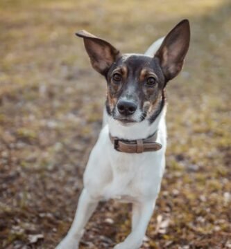 white and brown short coated dog on brown dried leaves