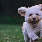 Dogs practicing commands in best training class