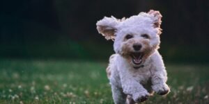 Dogs practicing commands in best training class