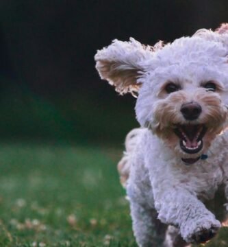 shallow focus photography of white shih tzu puppy running on the grass