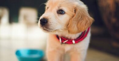 selective focus photography of short-coated brown puppy facing right side