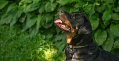 a black and brown dog sitting in the grass