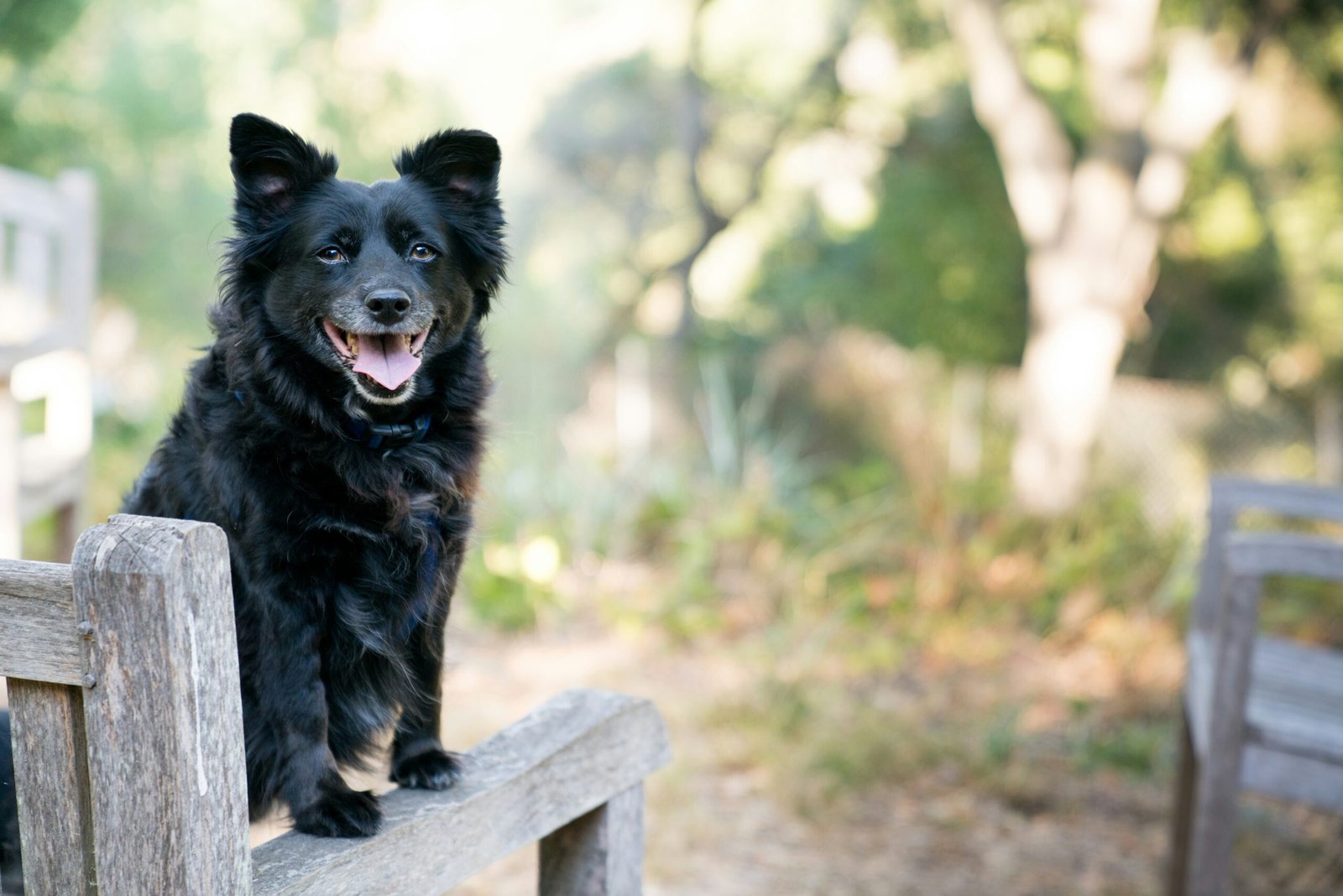 black dog on brown wooden armchair