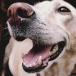 white dog engaging in professional dog training class