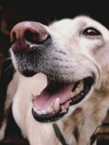 white dog engaging in professional dog training class