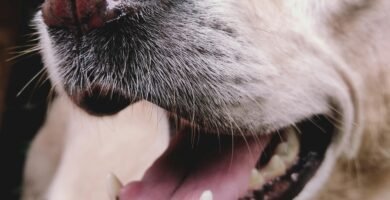 white dog engaging in professional dog training class