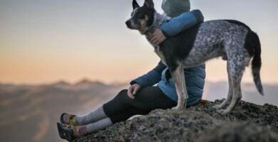 Cattle dog hugging human on cliff after online dog obedience classes