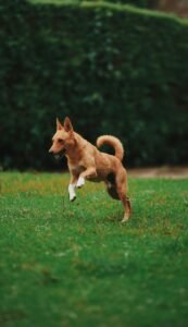 red dog jumping through grass during online dog class