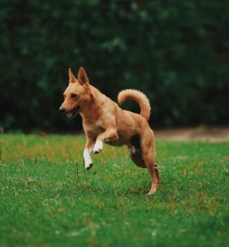 red dog jumping through grass during online dog class