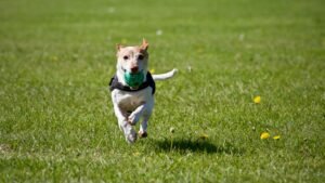 Small dog running with green ball during online dog trainer classes