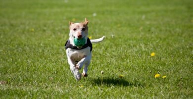 Small dog running with green ball during online dog trainer classes