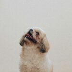 fluffy white dog looking up at owner during virtual obedience class