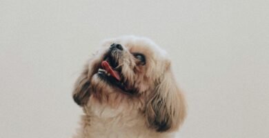 fluffy white dog looking up at owner during virtual obedience class