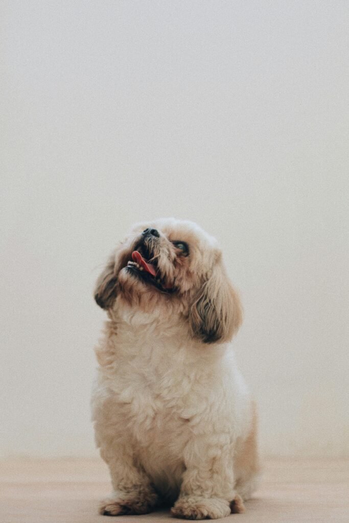 fluffy white dog looking up at owner during virtual obedience class