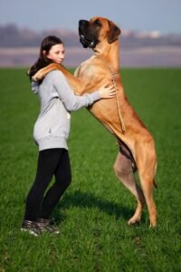 Professional dog trainer teaching through virtual class