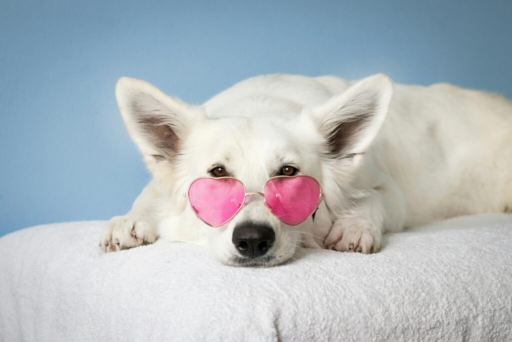 white dog in sunglasses learning through dog training classes