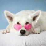 white dog in sunglasses learning through dog training classes