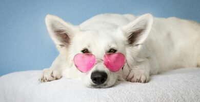 white dog in sunglasses learning through dog training classes