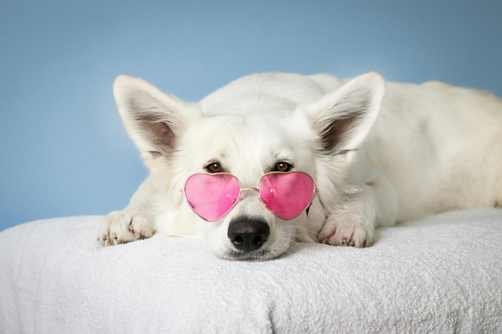 happy white dog in pink sunglasses after learning through virtual dog class