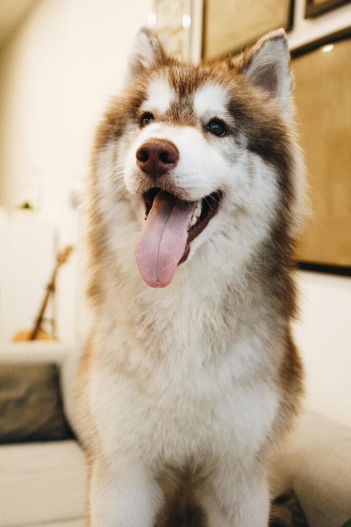 Huskey participating in virtual personal dog training class